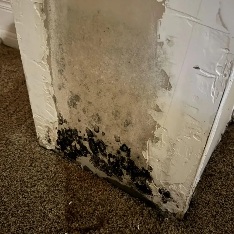 Professional Mold Removal in Barton County, MO